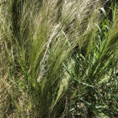 Austrostipa scabra (Corkscrew Grass, Slender Speargrass) at Hughes, ACT - 6 Oct 2021 by ruthkerruish