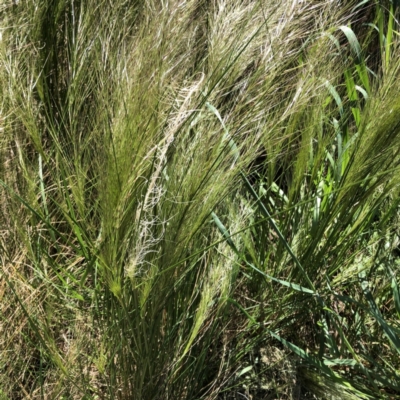 Austrostipa scabra (Corkscrew Grass, Slender Speargrass) at Hughes, ACT - 5 Oct 2021 by ruthkerruish