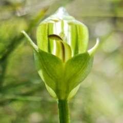 Pterostylis curta (Blunt Greenhood) at Paddys River, ACT - 5 Oct 2021 by RobG1