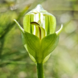 Pterostylis curta at Paddys River, ACT - 6 Oct 2021