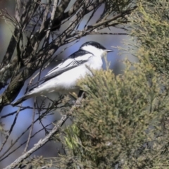 Lalage tricolor (White-winged Triller) at Majura, ACT - 5 Oct 2021 by AlisonMilton