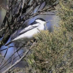 Lalage tricolor (White-winged Triller) at Majura, ACT - 6 Oct 2021 by AlisonMilton