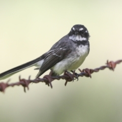 Rhipidura albiscapa (Grey Fantail) at Pialligo, ACT - 5 Oct 2021 by AlisonMilton