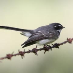 Rhipidura albiscapa at Pialligo, ACT - 6 Oct 2021 10:07 AM