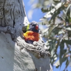 Trichoglossus moluccanus (Rainbow Lorikeet) at Pialligo, ACT - 6 Oct 2021 by AlisonMilton