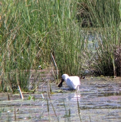 Platalea regia (Royal Spoonbill) at Killara, VIC - 6 Oct 2021 by Darcy