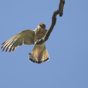 Falco cenchroides at Pialligo, ACT - 6 Oct 2021