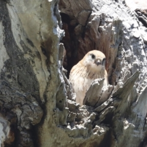 Falco cenchroides at Pialligo, ACT - 6 Oct 2021