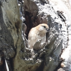 Falco cenchroides at Pialligo, ACT - 6 Oct 2021