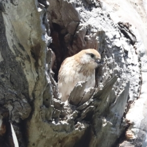 Falco cenchroides at Pialligo, ACT - 6 Oct 2021