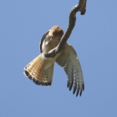 Falco cenchroides at Pialligo, ACT - 6 Oct 2021