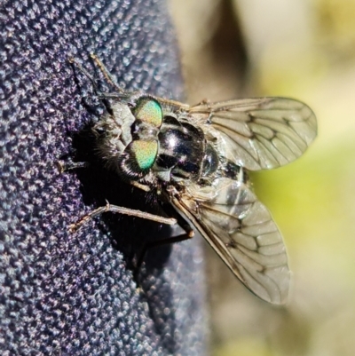 Dasybasis sp. (genus) (A march fly) at Coree, ACT - 6 Oct 2021 by RobG1