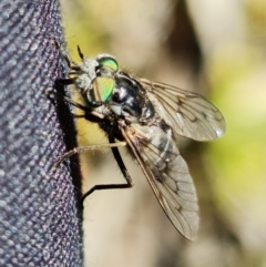 Dasybasis sp. (genus) at Coree, ACT - 6 Oct 2021 12:13 PM