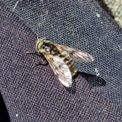 Dasybasis sp. (genus) at Coree, ACT - 6 Oct 2021