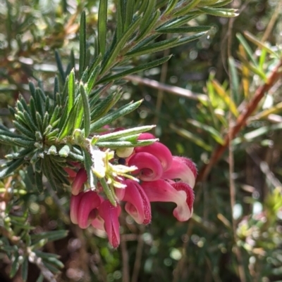 Grevillea lanigera (Woolly Grevillea) at Baranduda, VIC - 6 Oct 2021 by Darcy