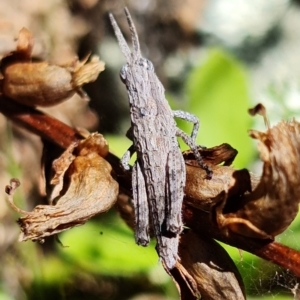 Coryphistes ruricola at Coree, ACT - 6 Oct 2021