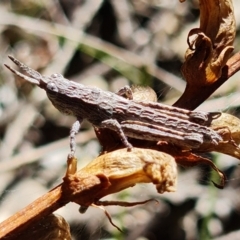 Coryphistes ruricola at Coree, ACT - 6 Oct 2021