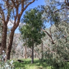 Brachychiton populneus (Kurrajong) at Baranduda, VIC - 6 Oct 2021 by Darcy