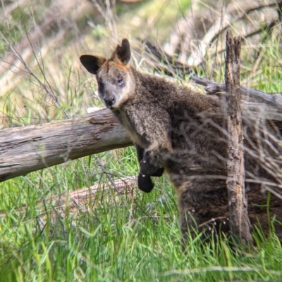 Wallabia bicolor (Swamp Wallaby) at Staghorn Flat, VIC - 6 Oct 2021 by Darcy