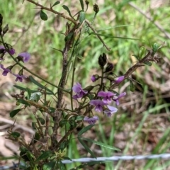 Glycine clandestina (Twining Glycine) at Staghorn Flat, VIC - 6 Oct 2021 by Darcy