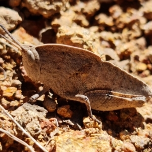 Goniaea australasiae at Coree, ACT - 6 Oct 2021 12:55 PM