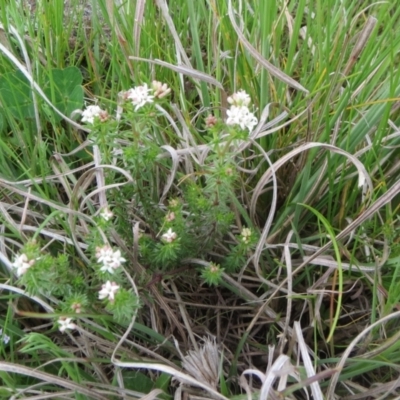 Asperula conferta (Common Woodruff) at The Pinnacle - 3 Oct 2021 by sangio7