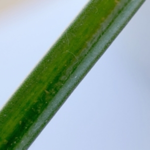 Thelymitra sp. aff. cyanapicata at Gundaroo, NSW - suppressed