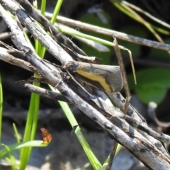 Philobota chrysopotama at Carwoola, NSW - 6 Oct 2021