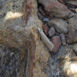 Philobota chionoptera at Carwoola, NSW - suppressed