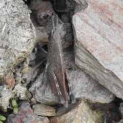 Goniaea opomaloides (Mimetic Gumleaf Grasshopper) at Carwoola, NSW - 6 Oct 2021 by Liam.m