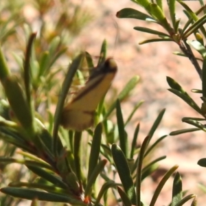 Philobota undescribed species near arabella at Carwoola, NSW - suppressed