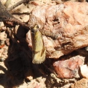 Philobota undescribed species near arabella at Carwoola, NSW - suppressed