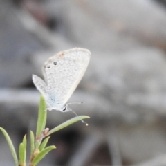 Nacaduba biocellata (Two-spotted Line-Blue) at Carwoola, NSW - 6 Oct 2021 by Liam.m
