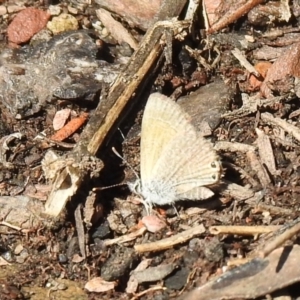 Nacaduba biocellata at Carwoola, NSW - suppressed