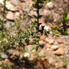 Leucopogon fletcheri subsp. brevisepalus at Carwoola, NSW - 6 Oct 2021