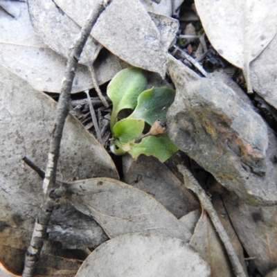 Pterostylidinae (greenhood alliance) (A Greenhood) at Carwoola, NSW - 6 Oct 2021 by Liam.m