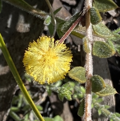 Acacia gunnii (Ploughshare Wattle) at Booth, ACT - 6 Oct 2021 by RAllen