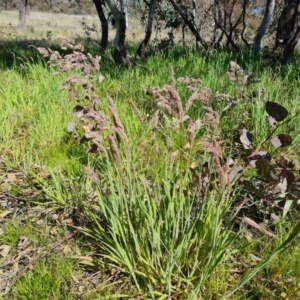 Holcus lanatus at Jerrabomberra, ACT - 6 Oct 2021 03:04 PM