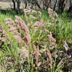 Holcus lanatus at Jerrabomberra, ACT - 6 Oct 2021 03:04 PM