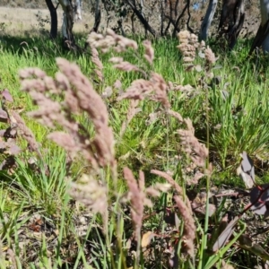 Holcus lanatus at Jerrabomberra, ACT - 6 Oct 2021