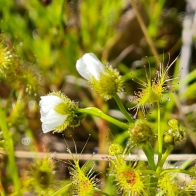 Drosera gunniana (Pale Sundew) at Symonston, ACT - 6 Oct 2021 by Mike