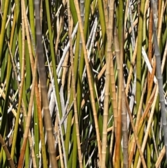 Baumea articulata (Jointed Twig-rush) at Amaroo, ACT - 6 Oct 2021 by JaneR