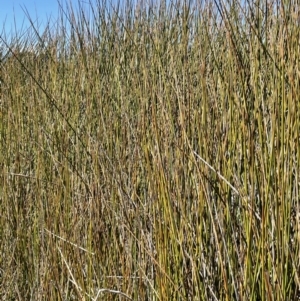 Machaerina articulata at Amaroo, ACT - 6 Oct 2021 02:32 PM