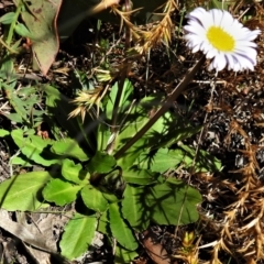 Brachyscome decipiens at Booth, ACT - 6 Oct 2021 02:28 PM