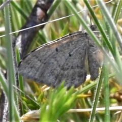 Chrysolarentia subrectaria at Booth, ACT - 6 Oct 2021 12:55 PM