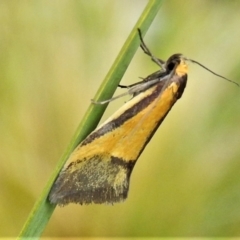 Philobota undescribed species near arabella (A concealer moth) at Booth, ACT - 2 Oct 2021 by JohnBundock