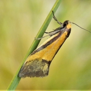 Philobota undescribed species near arabella at Booth, ACT - 3 Oct 2021