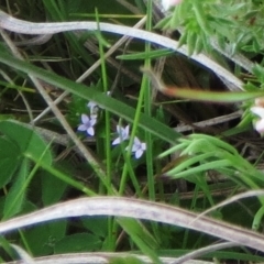 Sherardia arvensis (Field Madder) at The Pinnacle - 3 Oct 2021 by sangio7