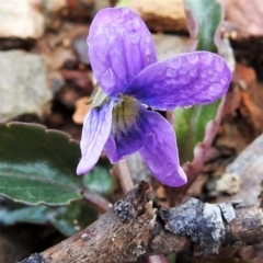 Viola betonicifolia (Mountain Violet) at Booth, ACT - 2 Oct 2021 by JohnBundock