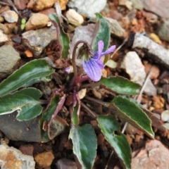 Viola betonicifolia at Booth, ACT - 3 Oct 2021